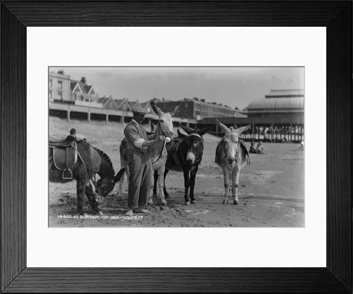 Framed Print : Donkeys at Burnham-on-Sea Framed Print : Donkeys at Burnham-on-Sea