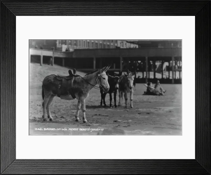 Framed Print : Patient Beasts at Burnham-on-Sea Framed Print : Patient Beasts at Burnham-on-Sea