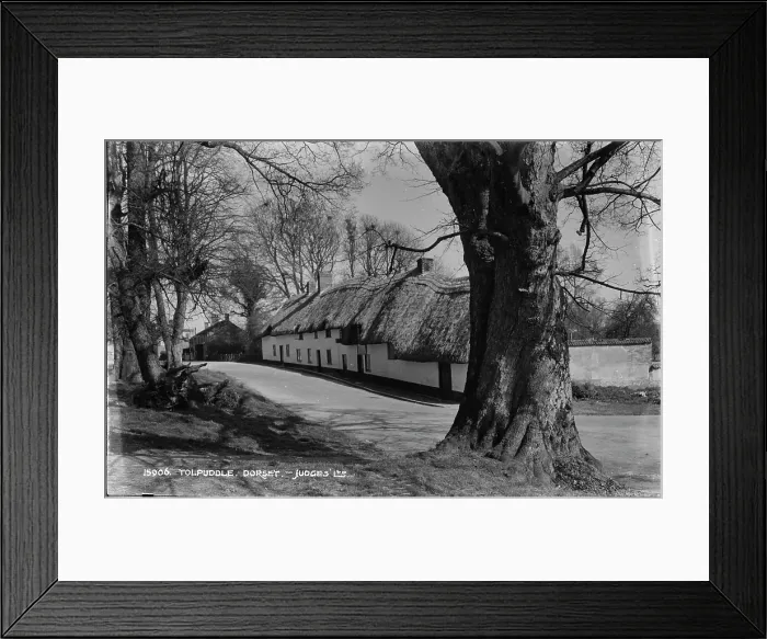 Framed Print : Traditional Thatched Cottages in Tolpuddle Framed Print : Traditional Thatched Cottages in Tolpuddle