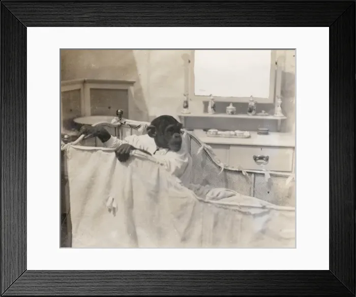 Framed Print : Chimpanzee at Earls Court Exhibition Framed Print : Chimpanzee at Earls Court Exhibition