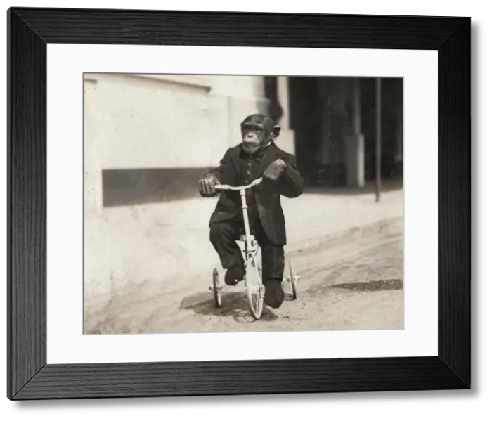 Framed Print : Chimpanzee at Earls Court Exhibition Framed Print : Chimpanzee at Earls Court Exhibition
