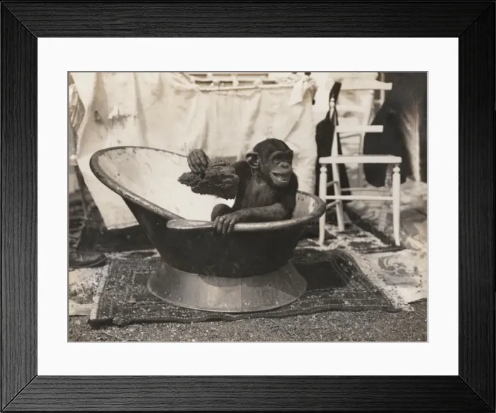 Framed Print : Chimpanzee at Earls Court Exhibition Framed Print : Chimpanzee at Earls Court Exhibition