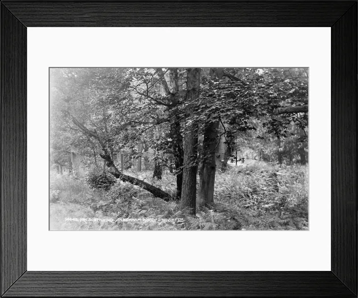 Framed Print : Tranquil Scene in Henham Woods Framed Print : Tranquil Scene in Henham Woods