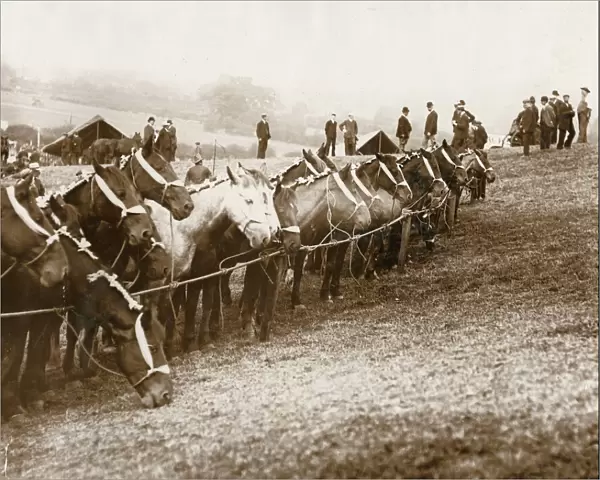 Horses and people at Barnet Fair