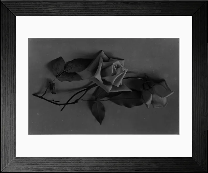 Framed Print : Black and White Rose Arrangement Framed Print : Black and White Rose Arrangement