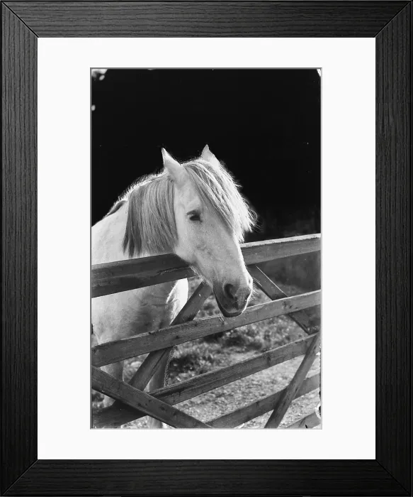 Framed Print : A Gentle Horse at the Gate Framed Print : A Gentle Horse at the Gate