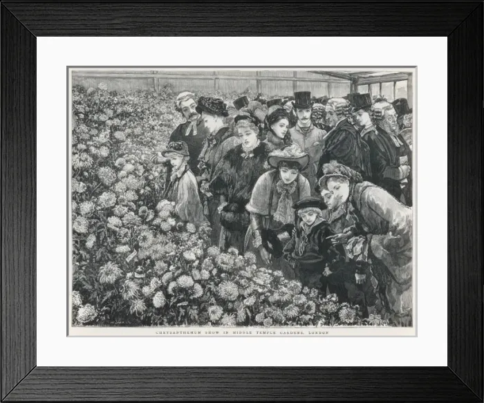 Framed Print : Chrysanthemum show Framed Print : Chrysanthemum show