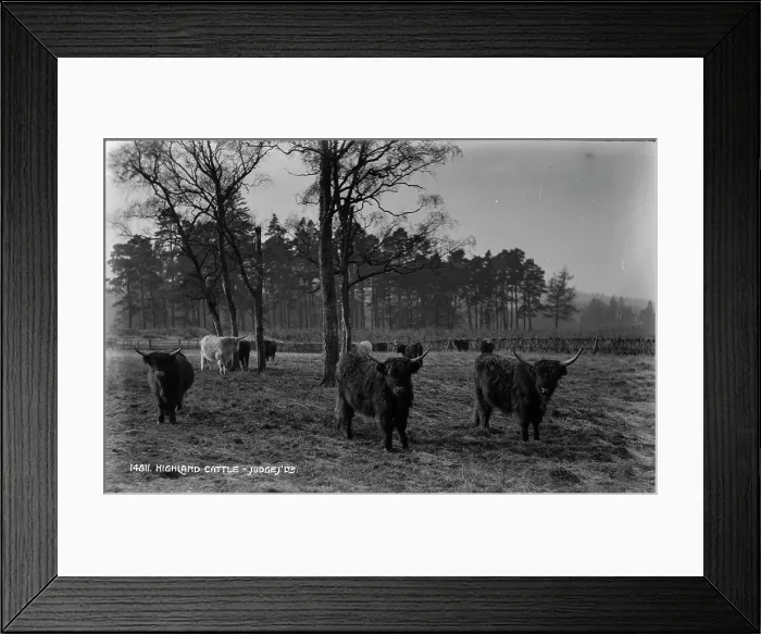 Framed Print : Highland Cattle in a Misty Landscape Framed Print : Highland Cattle in a Misty Landscape