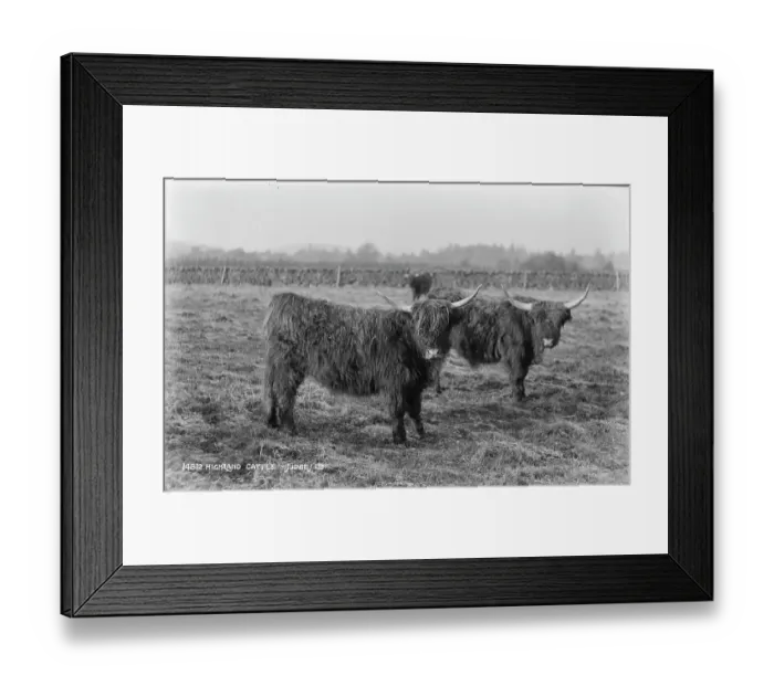 Framed Print : Highland Cattle in a Field Framed Print : Highland Cattle in a Field