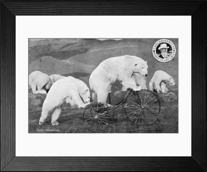 Framed Print : Performing Circus Polar Bears Framed Print : Performing Circus Polar Bears