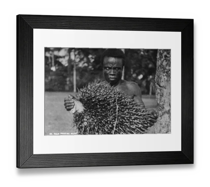 Framed Print : Gambia - An Oil palm fruiting head Framed Print : Gambia - An Oil palm fruiting head
