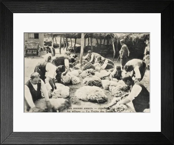 Framed Print : Sheep Shearing in Bulgaria Framed Print : Sheep Shearing in Bulgaria