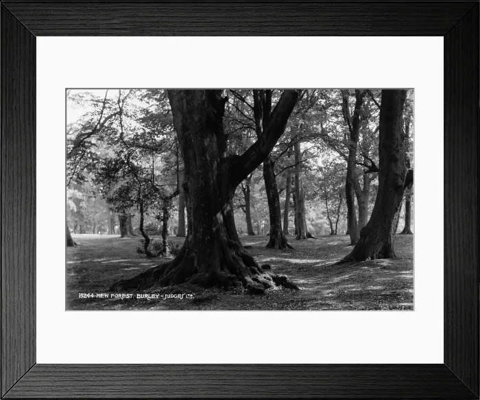 Framed Print : Tranquil Forest Scene Framed Print : Tranquil Forest Scene
