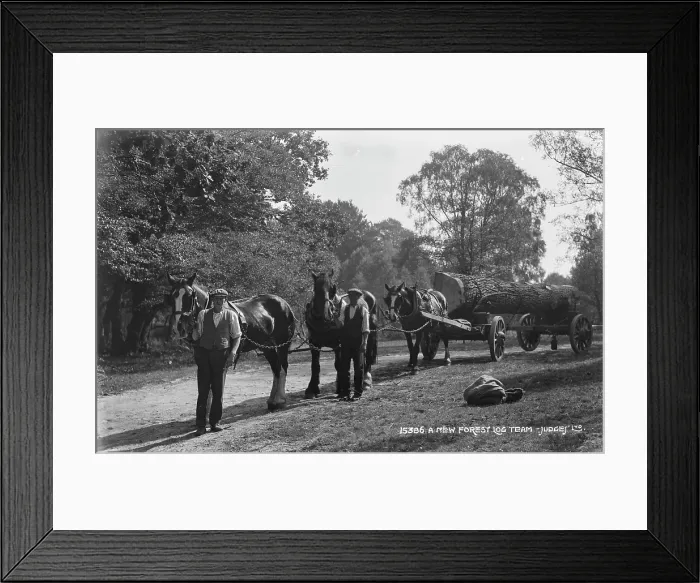 Framed Print : A New Forest Log Team Framed Print : A New Forest Log Team