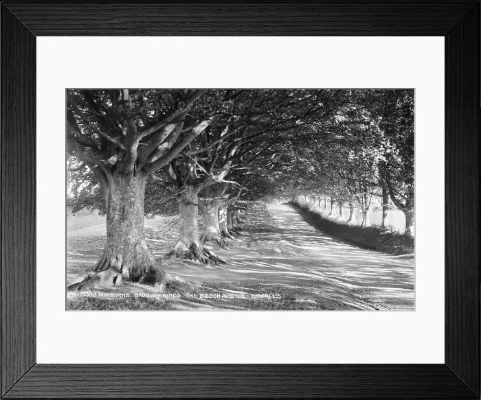 Framed Print : The Beech Avenue at Badbury Rings Framed Print : The Beech Avenue at Badbury Rings
