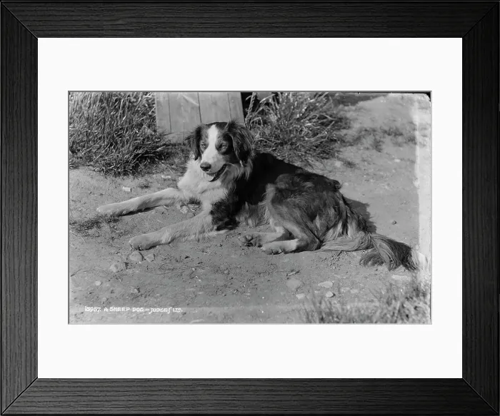Framed Print : A Sheep Dog Framed Print : A Sheep Dog