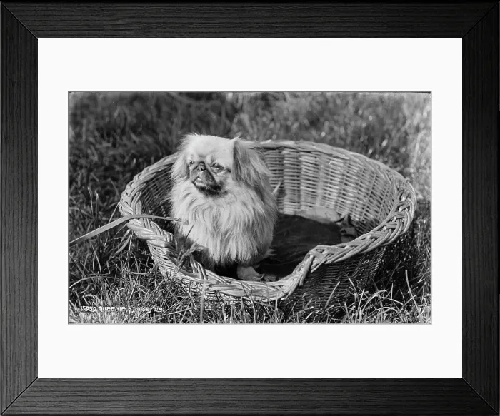 Framed Print : Queenie the Pekingese