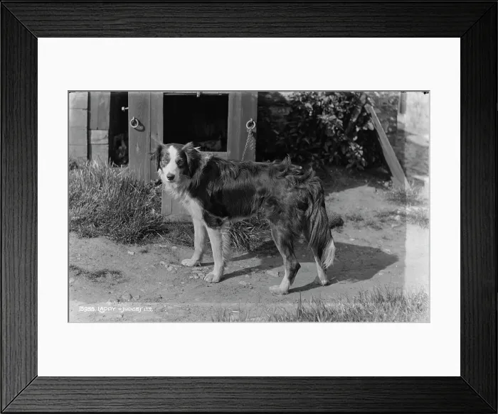 Framed Print : Laddy the Dog Framed Print : Laddy the Dog