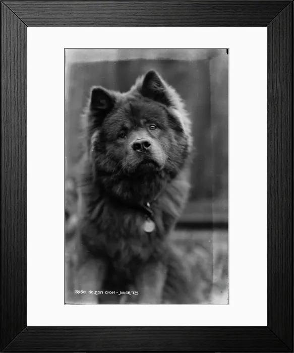 Framed Print : Golden Chow Framed Print : Golden Chow
