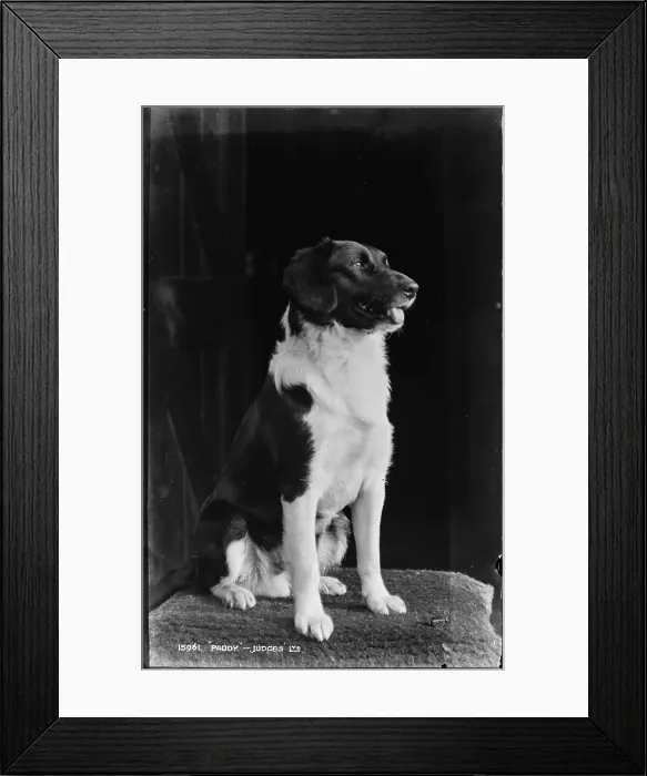 Framed Print : Paddy the Dog Framed Print : Paddy the Dog