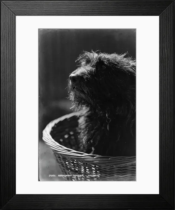 Framed Print : Aberdeen Terrier Portrait Framed Print : Aberdeen Terrier Portrait