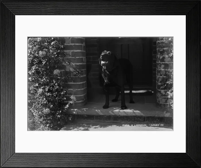 Framed Print : A Labrador at the Doorstep Framed Print : A Labrador at the Doorstep