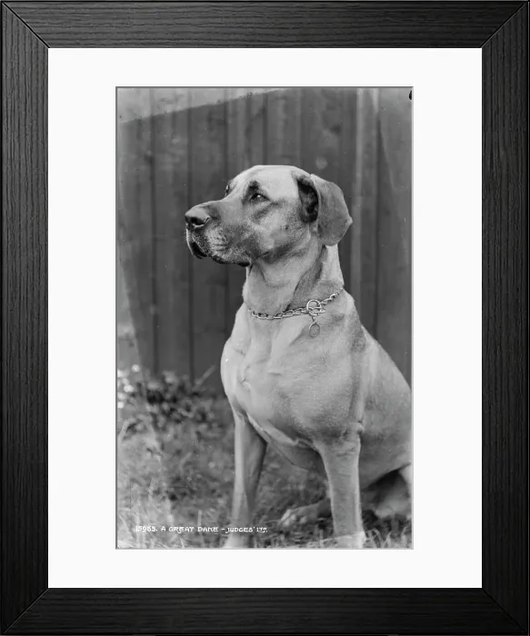 Framed Print : A Great Dane Framed Print : A Great Dane