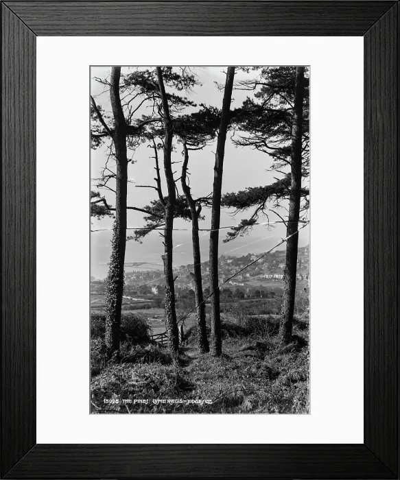 Framed Print : The Pines, Lyme Regis