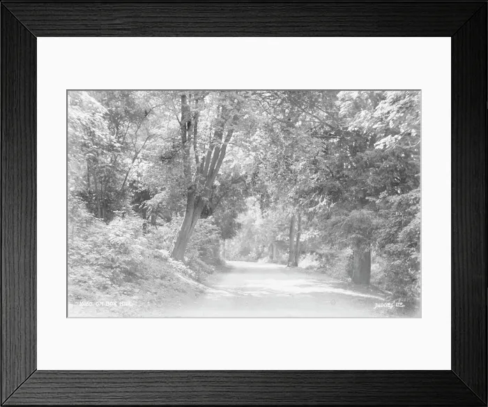 Framed Print : Pathway Through Box Hill Framed Print : Pathway Through Box Hill