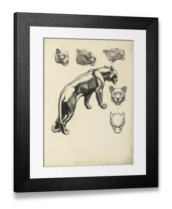 Framed Print : Lion studies Framed Print : Lion studies