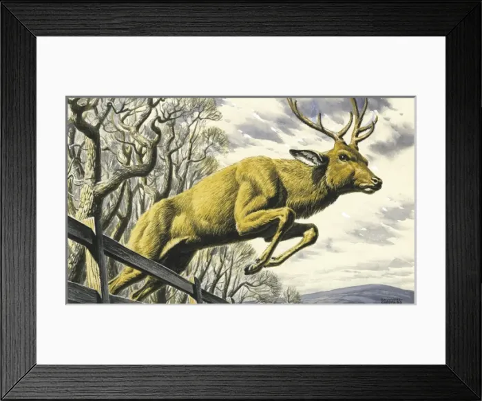 Framed Print : Stag leaping Framed Print : Stag leaping
