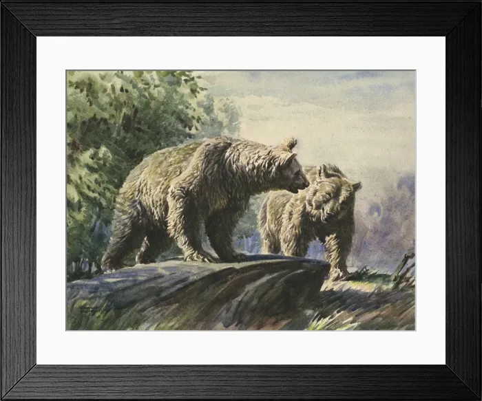 Framed Print : Brown bears Framed Print : Brown bears