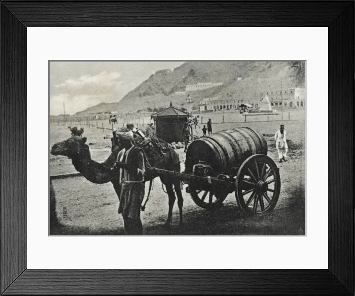 Framed Print : Yemen - Camel Water Cart at Aden Framed Print : Yemen - Camel Water Cart at Aden