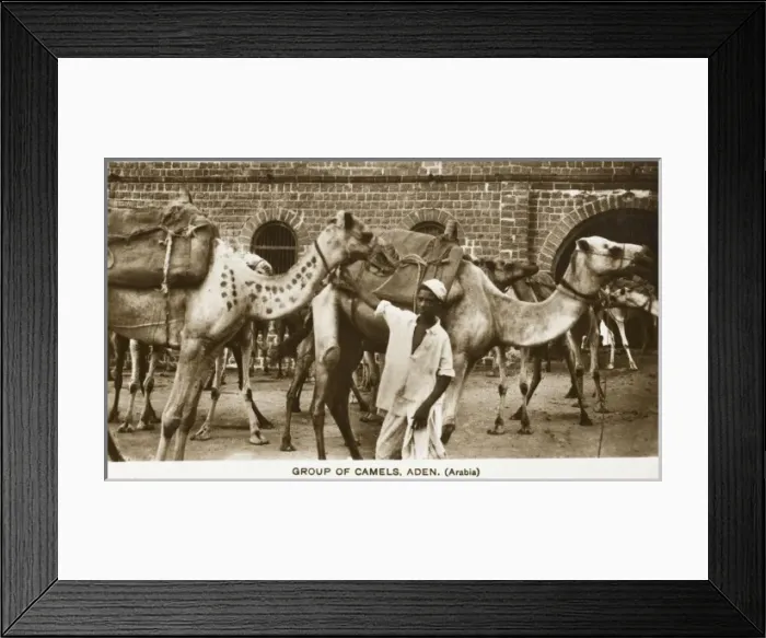 Framed Print : Yemen - Camel Caravan, Aden Framed Print : Yemen - Camel Caravan, Aden