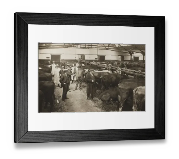Framed Print : Manchester Ship Canal - Cattle Auction Framed Print : Manchester Ship Canal - Cattle Auction
