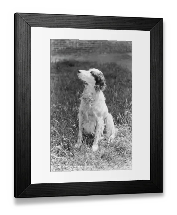 Framed Print : English Setter Portrait Framed Print : English Setter Portrait