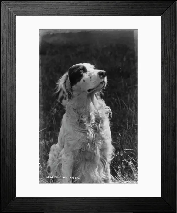 Framed Print : Bill the Dog