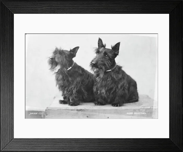 Framed Print : Two Scottish Terriers Framed Print : Two Scottish Terriers