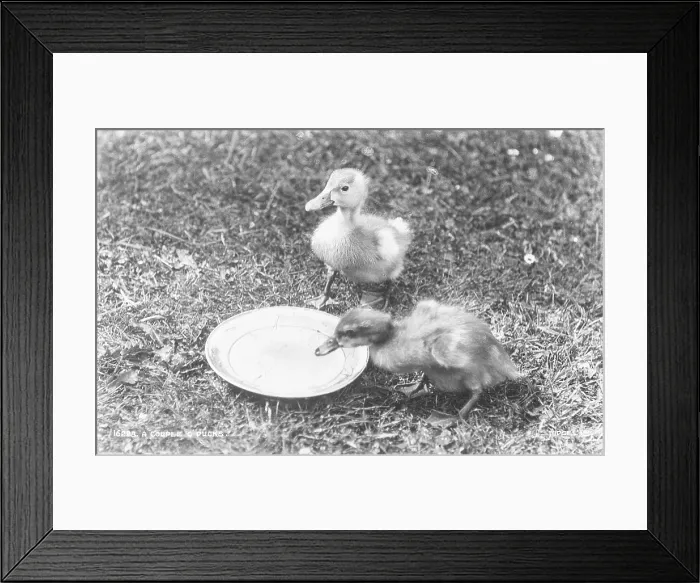 Framed Print : A Couple of Ducks Framed Print : A Couple of Ducks