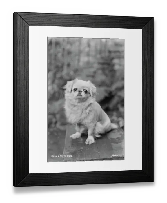 Framed Print : A White Pekingese Dog