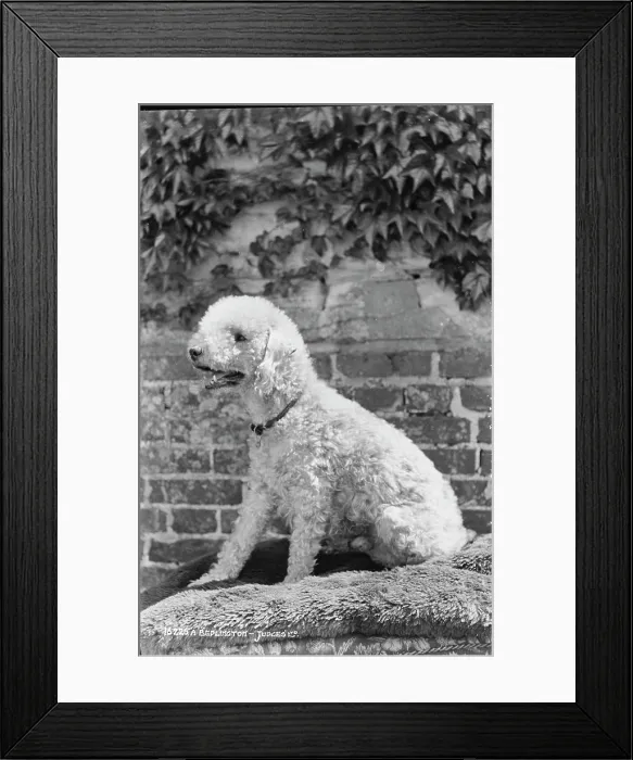 Framed Print : A Poodle in Profile Framed Print : A Poodle in Profile