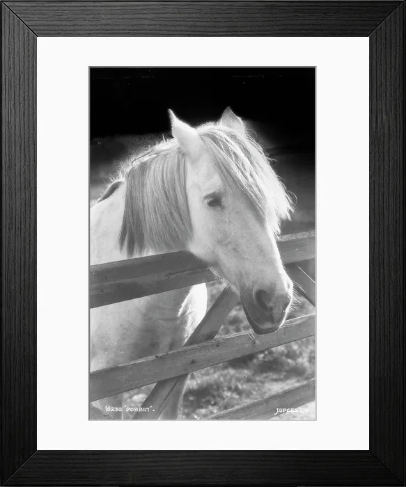 Framed Print : Dobbin the Horse Framed Print : Dobbin the Horse