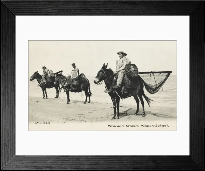 Framed Print : Shrimp Fishermen on mules - France Framed Print : Shrimp Fishermen on mules - France