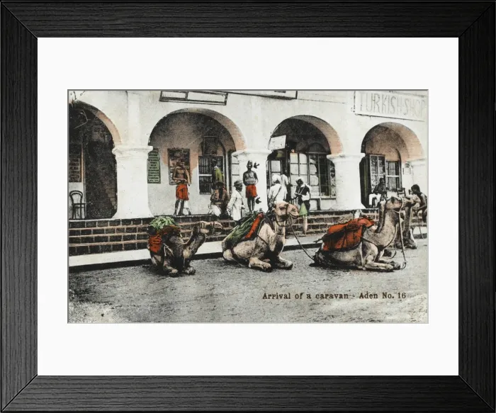 Framed Print : Yemen - Arrival of a camel caravan, Aden Framed Print : Yemen - Arrival of a camel caravan, Aden