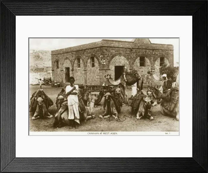 Framed Print : Yemen - Camel Caravan at Rest, Aden Framed Print : Yemen - Camel Caravan at Rest, Aden