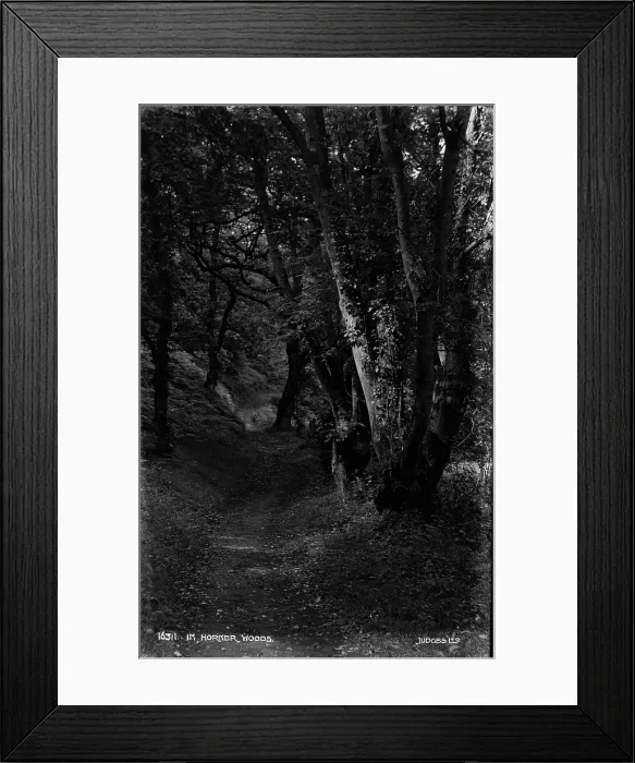 Framed Print : In Horker Woods Framed Print : In Horker Woods