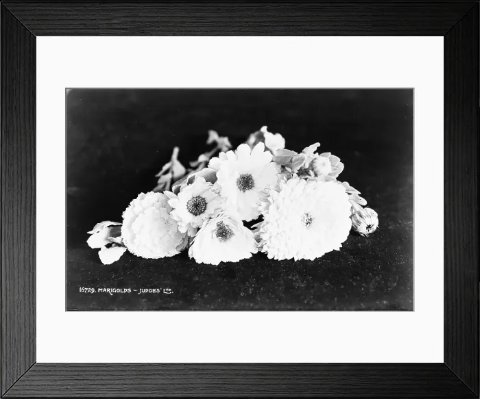 Framed Print : Marigolds Arrangement Framed Print : Marigolds Arrangement