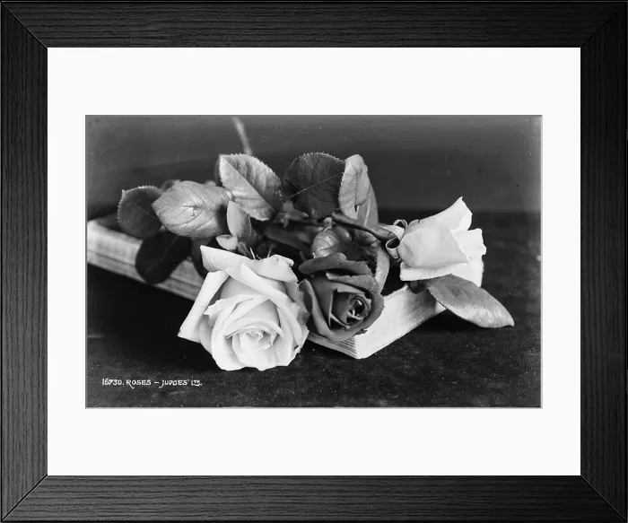 Framed Print : Beautiful Roses Framed Print : Beautiful Roses