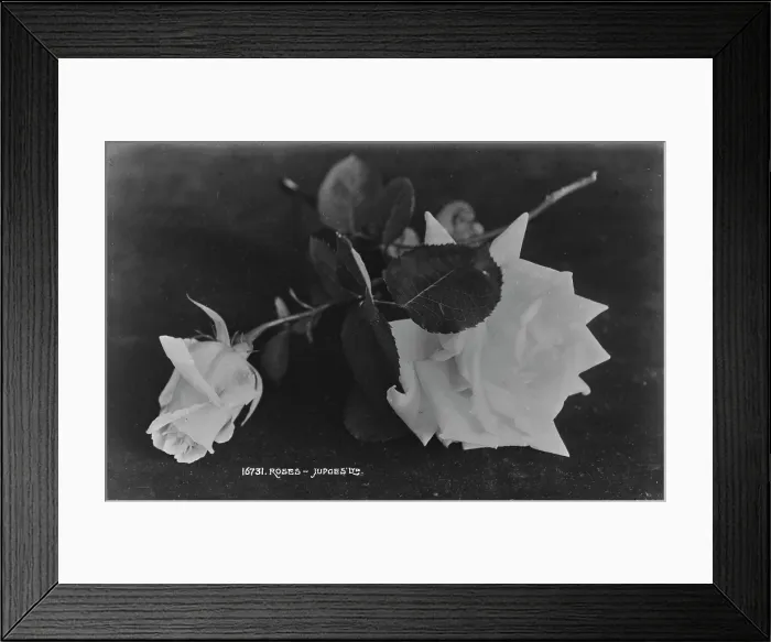 Framed Print : Beautiful Roses Framed Print : Beautiful Roses