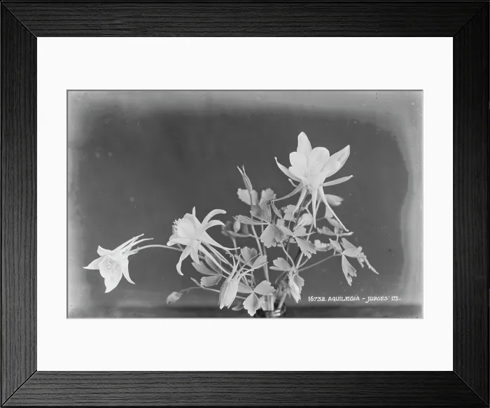 Framed Print : Aquilegia Flowers Framed Print : Aquilegia Flowers